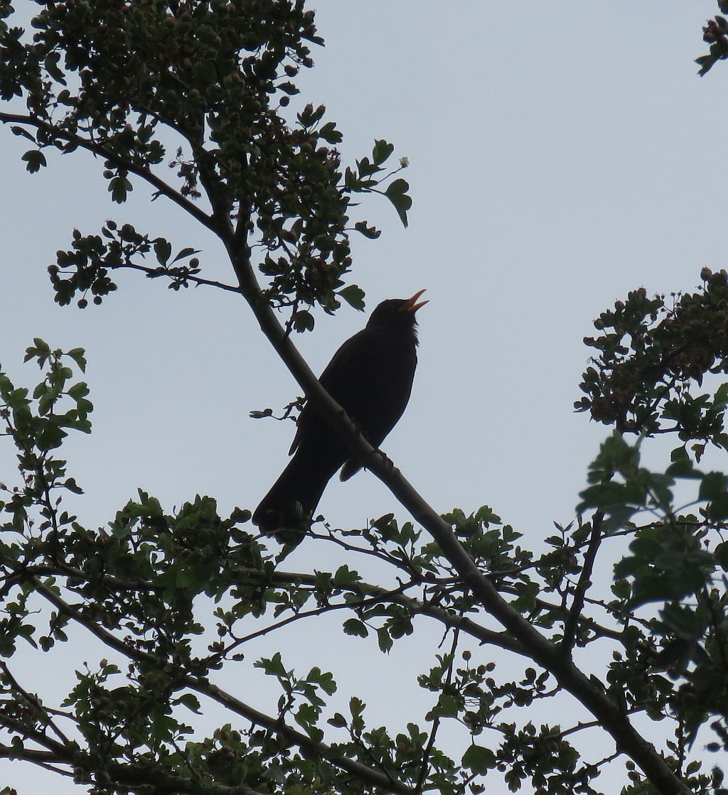  Blackbird 